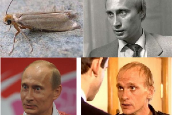 Кракен как войти через тор