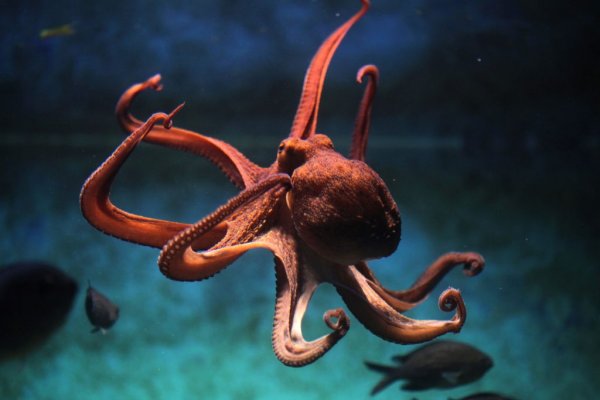 Kraken onion зеркала 2024
